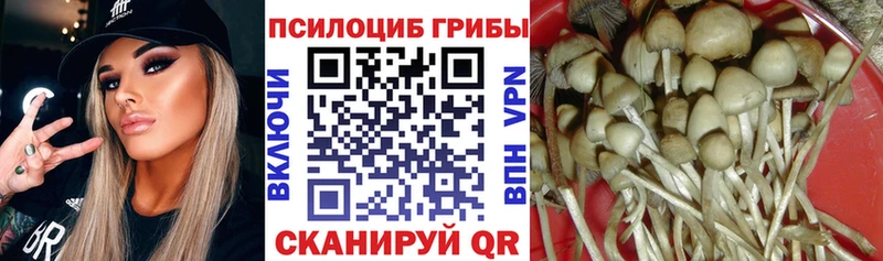 Псилоцибиновые грибы прущие грибы  мега ONION  Курган 